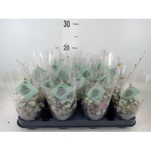 Ceropegia woodii ssp. woodii