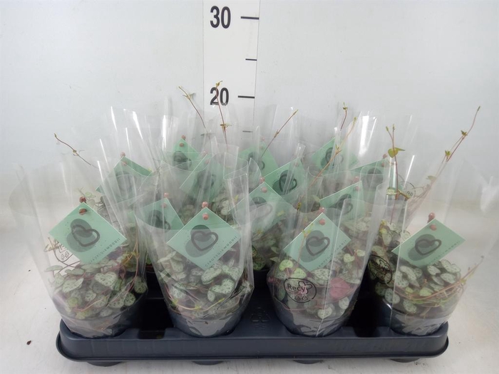 <h4>Ceropegia woodii ssp. woodii</h4>