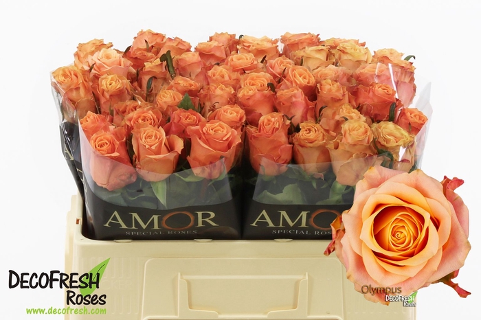 <h4>R Gr Olympus Extra Amor</h4>