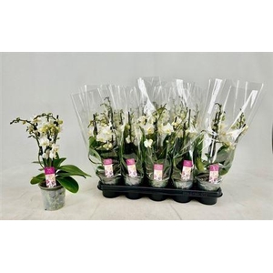 ** Phal Mf Ov Wit 3 Branches 24+