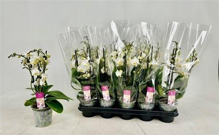 <h4>** Phal Mf Ov Wit 3 Branches 24+</h4>