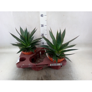 Agave  'Shaka Zulu'