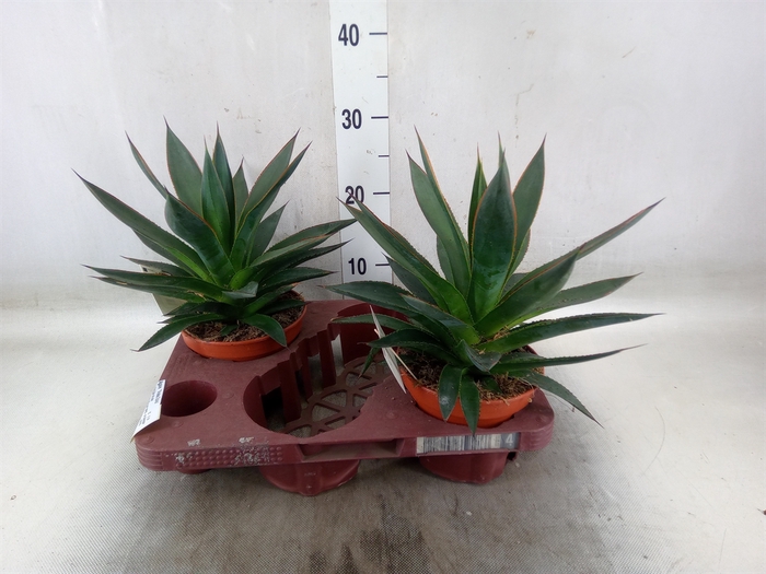 <h4>Agave  'Shaka Zulu'</h4>