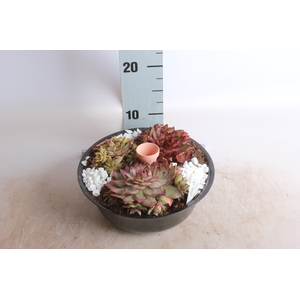 ARR SEMPERVIVUM
