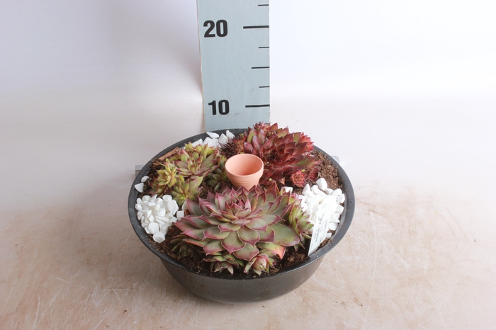 <h4>ARR SEMPERVIVUM</h4>