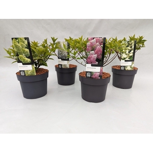 Hydrangea paniculata Mix 19 cm jong schot