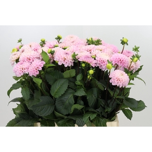 Dahlia Wizard of Oz