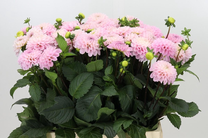 <h4>Dahlia Wizard of Oz</h4>