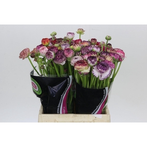 Ranunculus Elegance Cappucino Mix