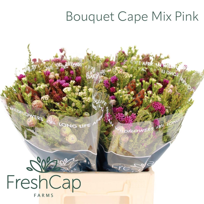 <h4>Bouquet Cape Mix Pink</h4>