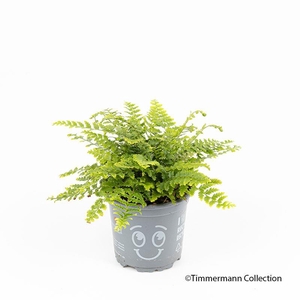 DRYOPTERIS AFFINIS