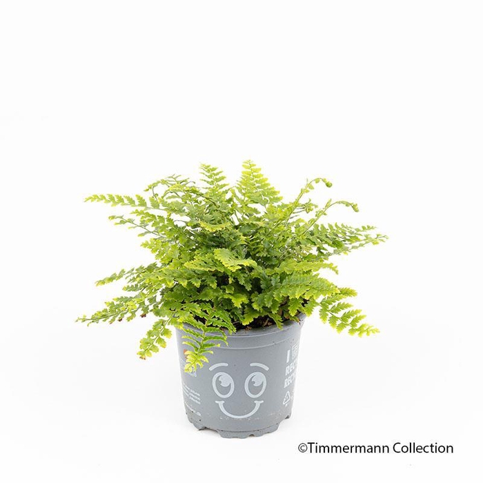 <h4>DRYOPTERIS AFFINIS</h4>