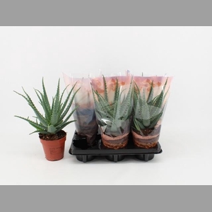 ALOE ARBORESCENS