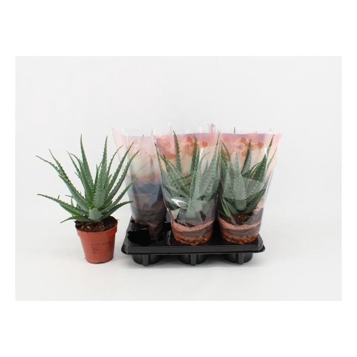 <h4>ALOE ARBORESCENS</h4>