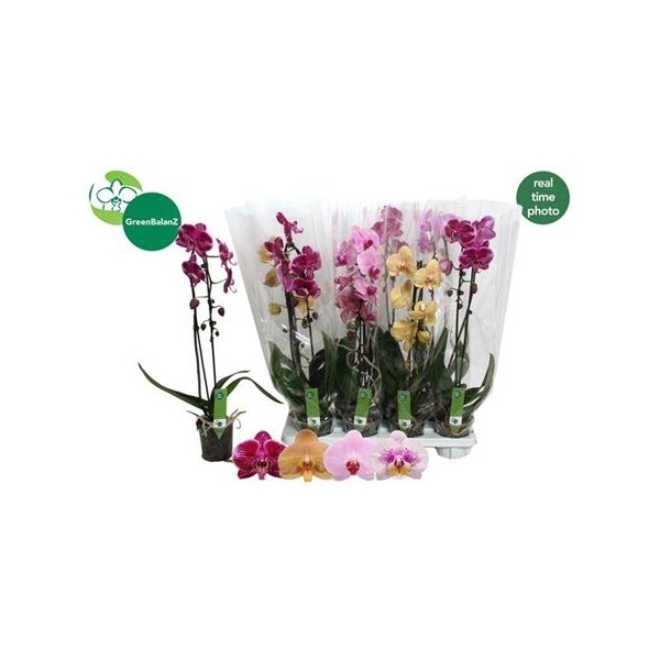 <h4>Phal El Cascade 1 Branche 6+</h4>