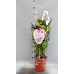 Anthurium andr. 'Fantasy Love'