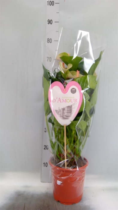 <h4>Anthurium andr. 'Fantasy Love'</h4>