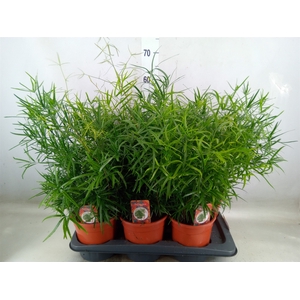 Asparagus falcatus