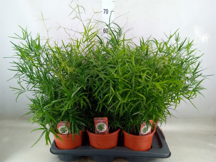 <h4>Asparagus falcatus</h4>