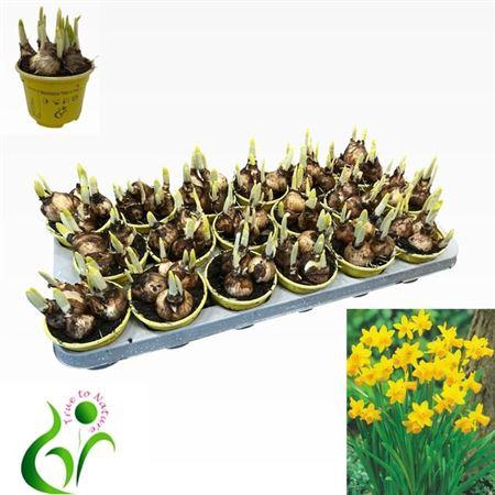 <h4>Narc O Tete A Tete</h4>