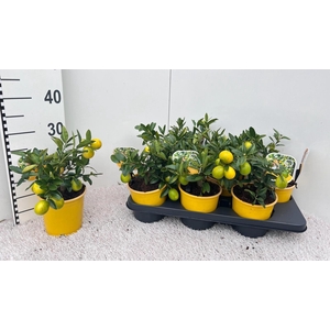 Citrus eustis Limonella medi-stem (s2)