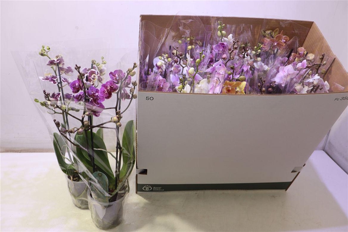 <h4>Phal Mf Gem 8 Kl</h4>