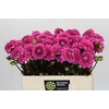 Dahlia Sandra