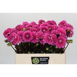 Dahlia Sandra