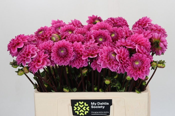 Dahlia Sandra