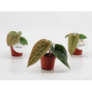 Anthurium blad