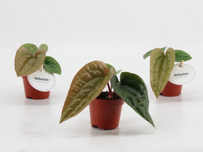 <h4>Anthurium blad</h4>