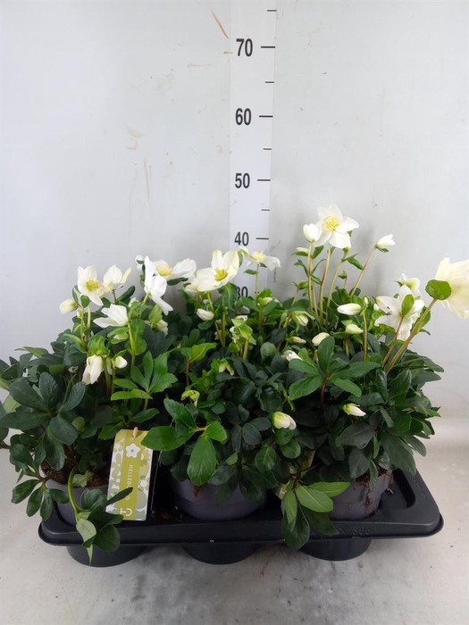 <h4>Helleborus niger 'Christmas Carol'</h4>
