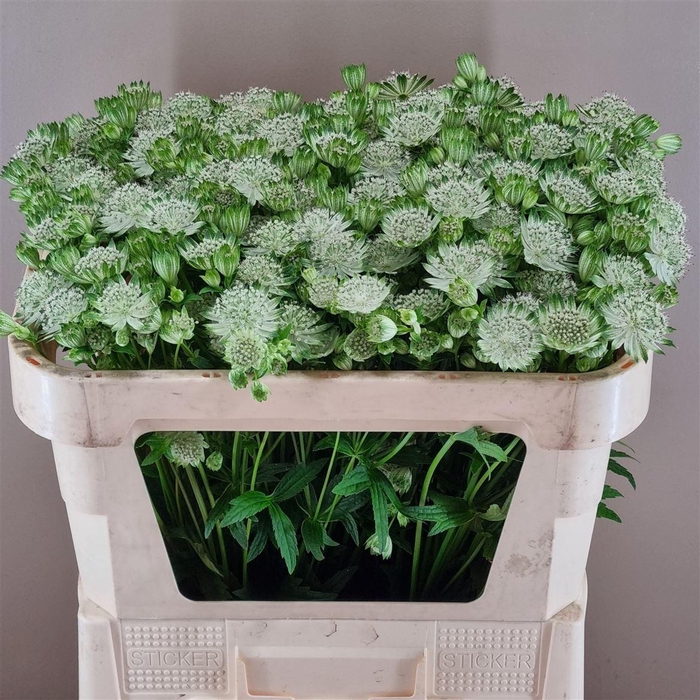 <h4>Astrantia Shaggy</h4>