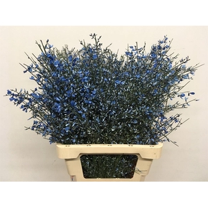 Ginster Blue P Bunch 200gram
