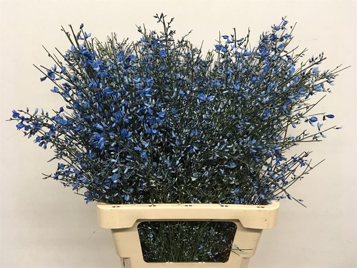 <h4>Ginster Blue P Bunch 200gram</h4>