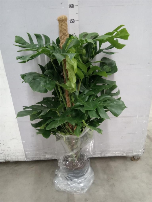 <h4>Monstera pertusum</h4>