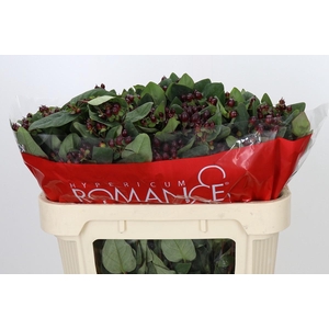 Hypericum Rocky Romance Spray