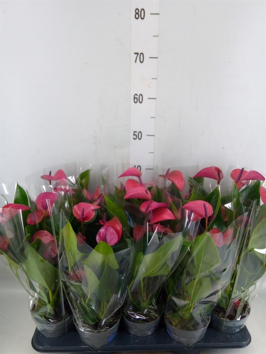 <h4>Anthurium andr. 'Pure Purple'</h4>