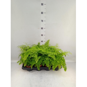 Adiantum raddi. 'Fragrans'