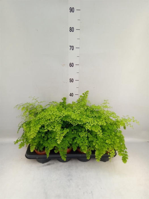 <h4>Adiantum raddi. 'Fragrans'</h4>