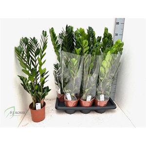 Zamioculcas zamifolia 14Ø 65cm 4st