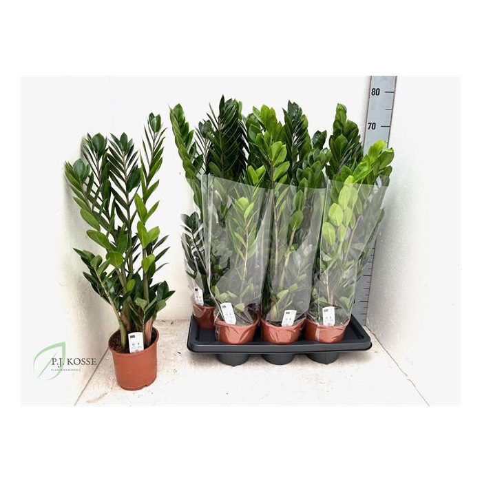 <h4>Zamioculcas zamifolia 14Ø 65cm 4st</h4>