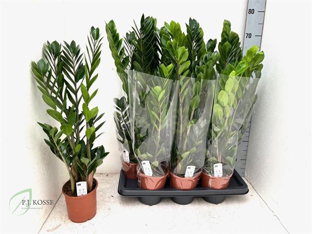 Zamioculcas zamifolia 14Ø 65cm 4st