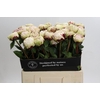 Paeonia Class Act