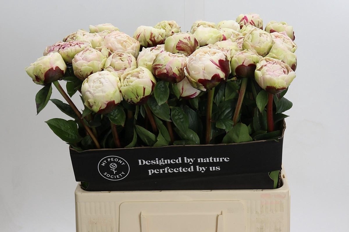 Paeonia Class Act