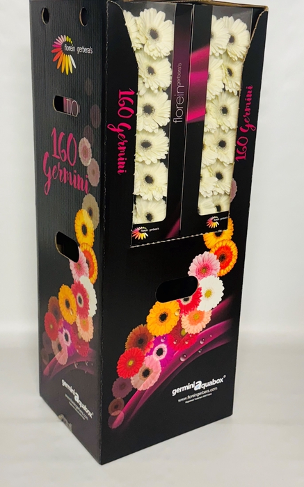 <h4>GE MI LIDO Aquabox *160</h4>