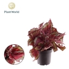 Begonia Magic Colours Spitfire