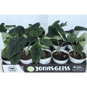 ALOCASIA MELO P12