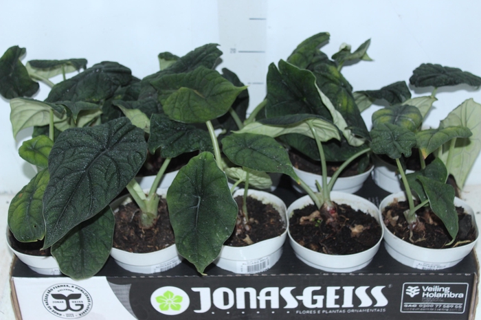 <h4>ALOCASIA MELO P12</h4>