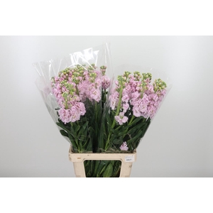 Matth Iron Cherry Bl